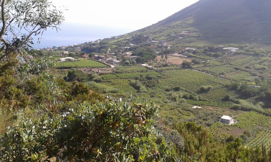 Vigneti Caravaglio a Valdichiesa