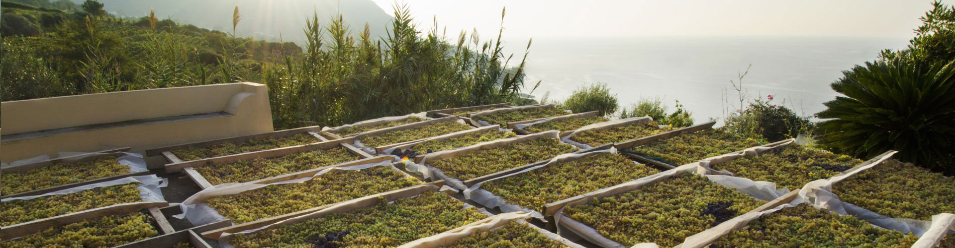 2 malvasia